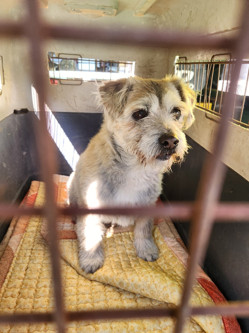 2025.2.22.(토) / 울주군 청량읍 / 개(믹스) 이미지 1