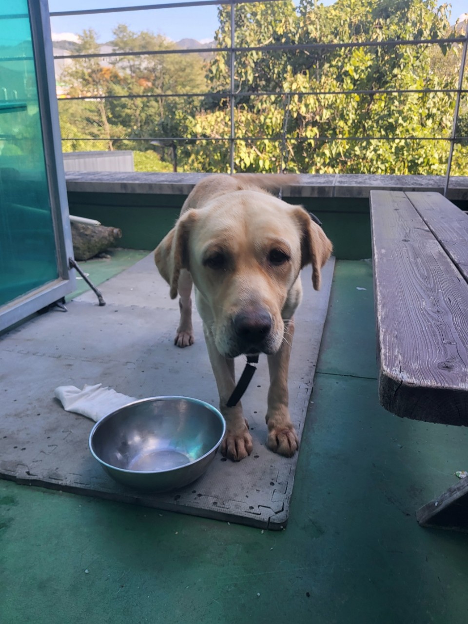   2025.11.01.(토) / 북구 호계동 / 개(리트리버) 이미지 1