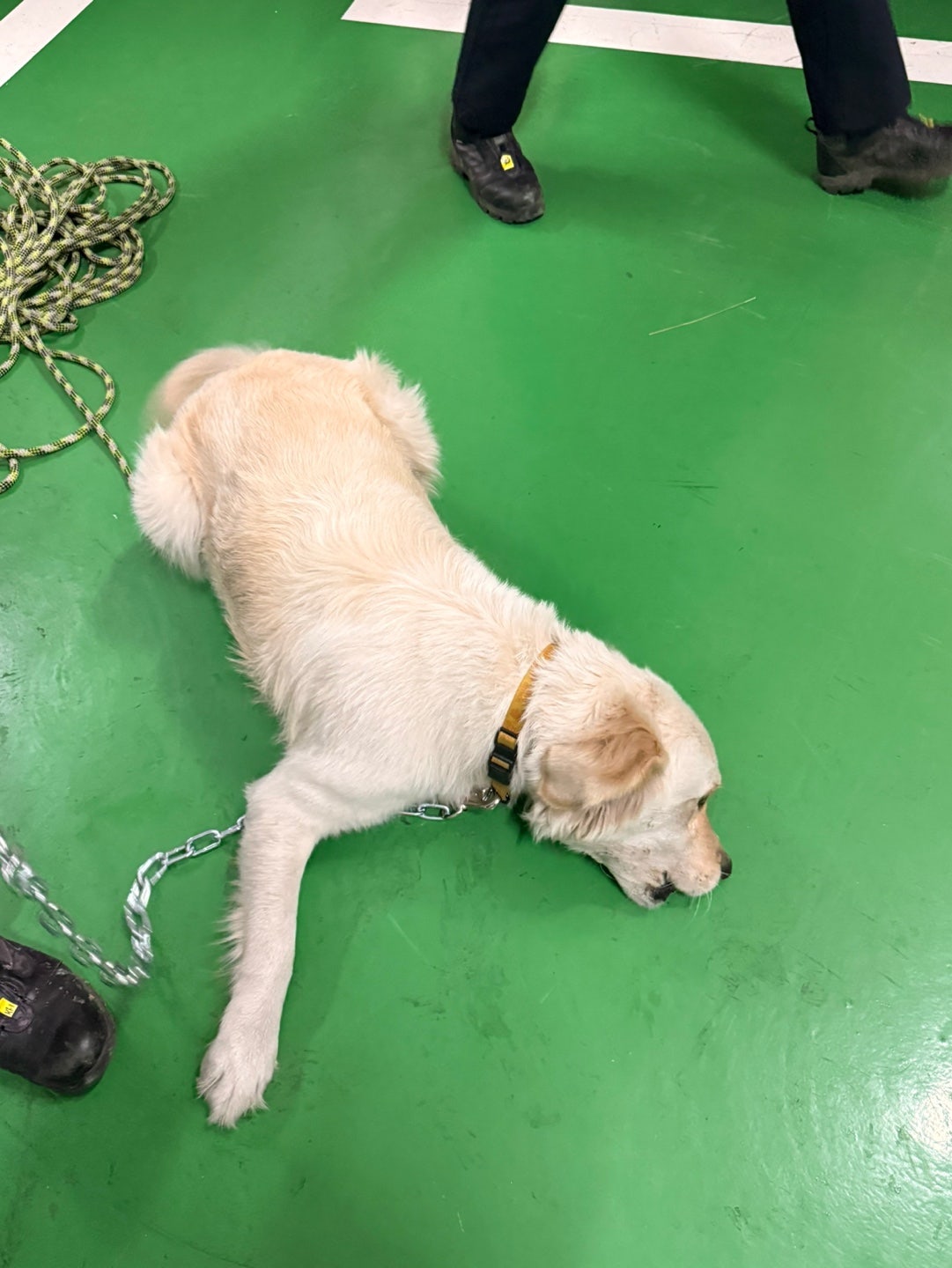 2025.12.06. / 매곡천 / 리트리버 이미지 2