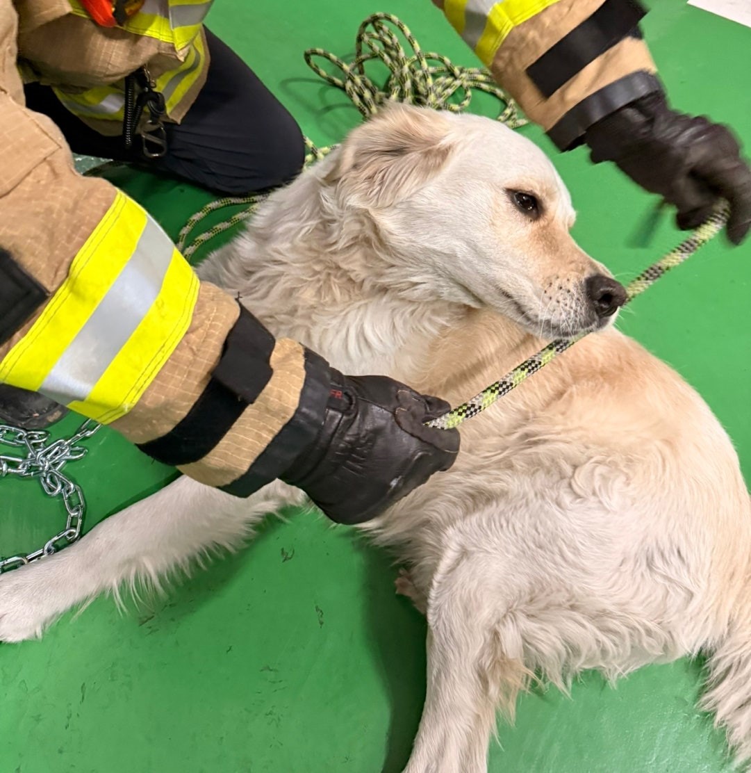 2025.12.06. / 매곡천 / 리트리버 이미지 3