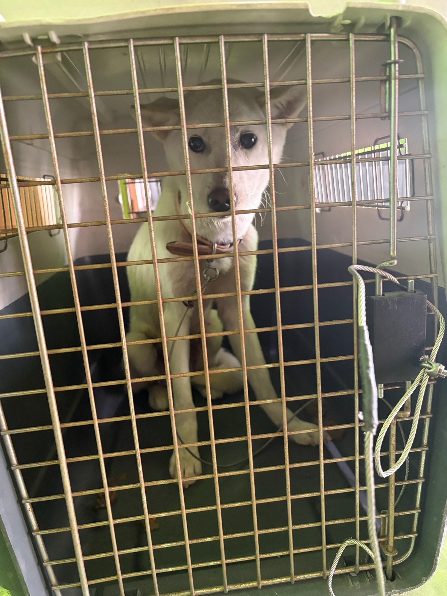 2026.1.24.(토) 종가18길 3-9 / 개 이미지 1