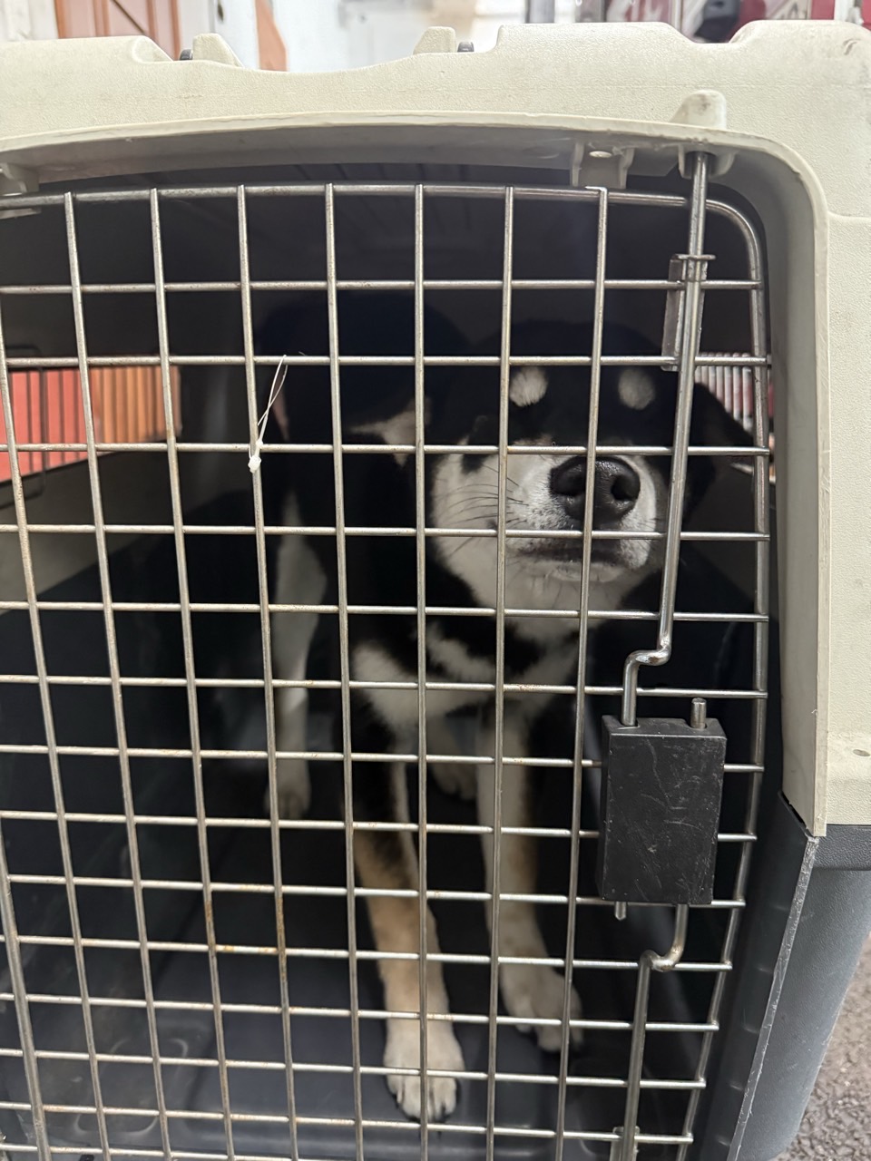 2026. 3. 11.(수) 울산광역시 / 남구 봉월로152번길 6 / 개(시바견 추정)  이미지 1