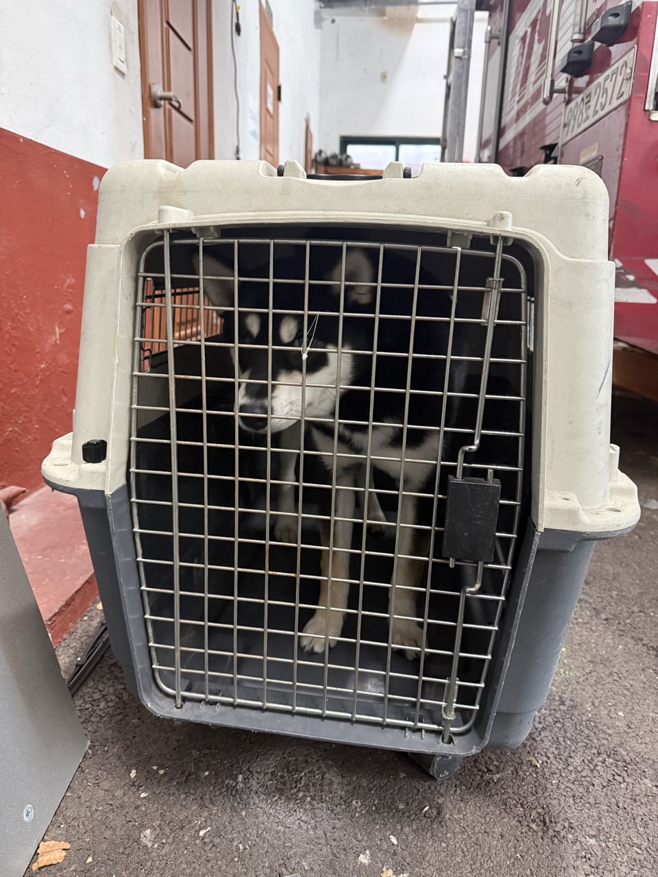 2026. 3. 11.(수) 울산광역시 / 남구 봉월로152번길 6 / 개(시바견 추정)  이미지 2