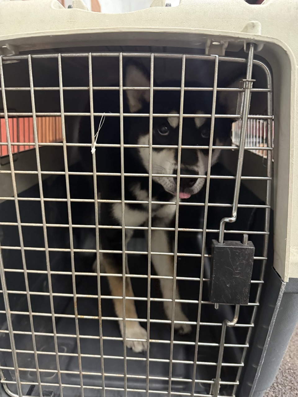 2026. 3. 11.(수) 울산광역시 / 남구 봉월로152번길 6 / 개(시바견 추정)  이미지 3