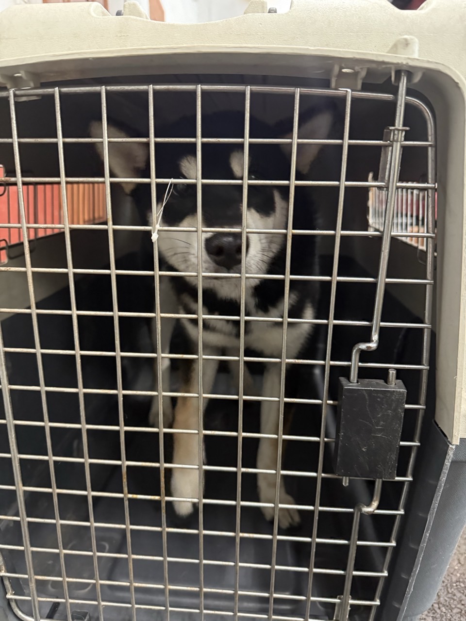 2026. 3. 11.(수) 울산광역시 / 남구 봉월로152번길 6 / 개(시바견 추정)  이미지 4