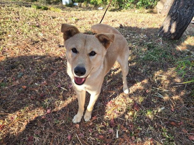 2025. 11. 29.(토), 09:25분경 / 믹스견