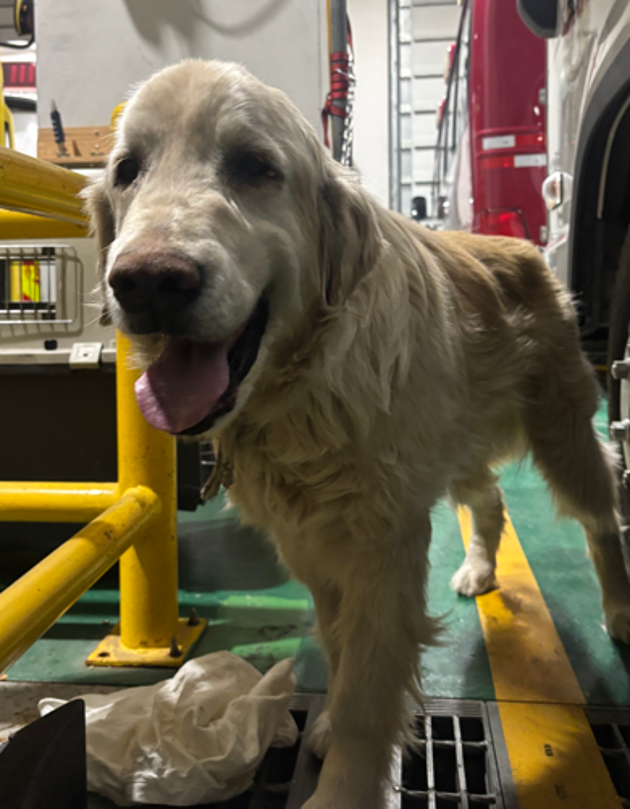 2026. 1. 29.(목) / 북구 창평동 / 개(리트리버)